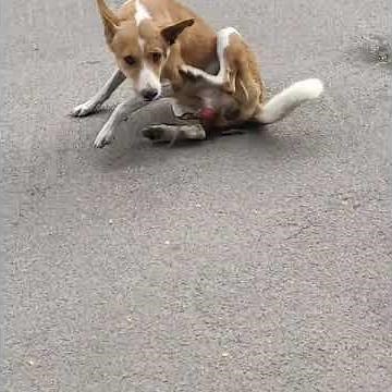 Cruel people See how this dog was suffering