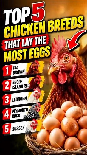Top 5 Chicken Breeds That Lay the Most Eggs 🥚🐔#ChickenFacts #EggLayers #BackyardFarming #Shorts