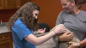 Anteaters are edentate animals—they have no teeth. But their long tongues are more than sufficient to lap up the 35,000 ants and termites they swallow whole each day. #DrKExoticVet | National Geographic Animals