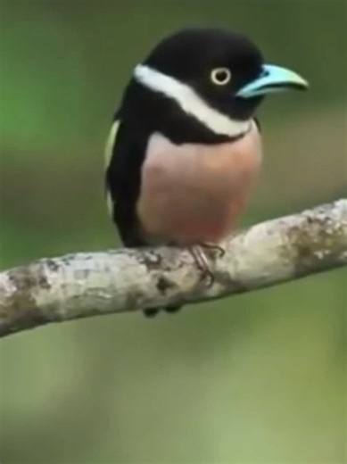 Relaxing Bird Songs for Nature Lovers