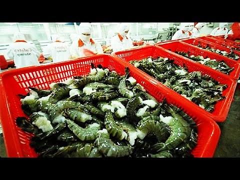 Awesome Shrimp Farm in Japan - Japan aquaculture technology - Prawns Harvesting Packing