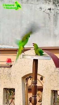 The Parrot Argument! 😂🦜 A Wild Love Story #shorts #wildlife #wildlife #parrot #birds
