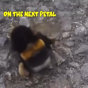 17K views · 701 reactions | Imma Bee (source video from @tyrone) #klrproductions #voiceover #animalvoiceover #funny #animals | KLR Productions | Facebook