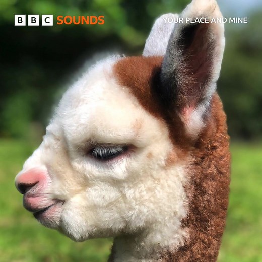 8.4K views · 228 reactions | 蓮 Have you herd about the alpacas in #Clogher? 蓮 This week 'Your Place and Mine' pays a visit to the Amberly Alpacas to find out all about the alpaca whisperer- we hear about the Yes! You Can Sing event Music Kin coming to #Derry and the benefits of donkey-assisted therapy in #Ballynahinch Kinedale Donkeys.  Join Anne Marie McAleese after 8am BBC Radio Ulster BBC Radio Foyle and BBC Sounds | BBC Radio Ulster | Facebook