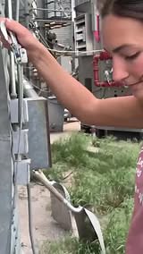 This Is How They Check The Quality Of Corn ��