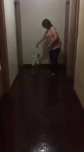 31K views · 289 reactions | Pancake the Dog wants you to LIKE this: CreAtIvE IdEa oF ThE dAy- Pancake the Dog's friend Lulu love to prance and twirl! Pancake calls it the"SHUFFALU"! What kind of dance can you create? What would you call it? | Pancake the Dog's Guide to Creative Bliss | Facebook