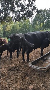 Big Angus Bull #bull #cow #farming #animals