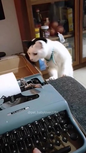 TikTok - Make Your Day