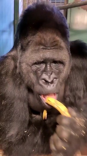 Silverback Gorilla Enjoying a Banana Feast