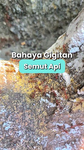 siapa yang pernah digigit semut api ? 😔☝️ #wiselieindonesia #antisemut #pengusirsemut #semut #pestcontrol
