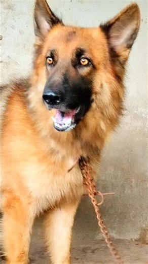 Big Cute Agressive dog barking sound dog barking video #germanshepherd #dogvideos #dogsound #shorts