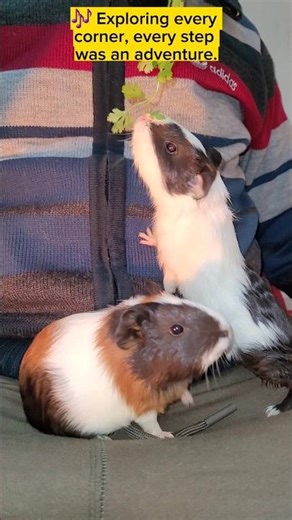 WARNING: Baby Piggy Cuteness Overload 🐹💥 #shortsfeed #shorts #guineapig #viralpets #cute