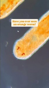The most beautiful worm you’ll ever see
