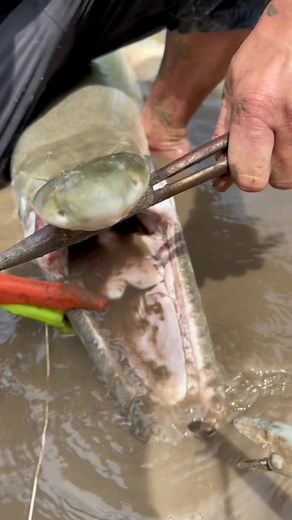Setting when they first pick up the bait and using tiny 1/0 hooks works #fishing #fish #animals #alligatorgar #alligatorgarfishing #conservation #catchandrelease #gamefish #nature #explore #wildlife #outside #adventures #catchingdinosaurs #freshwater #prehistoricfish #predatoryfish #keystonespecies
