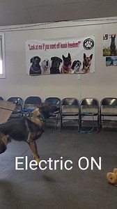 A little winter training exercise. Building more drive and obligation on the dumbell. Gage enjoys bring arousal to me over anything else. I want to channel this arousal into the dropped dumbell. Using frustration plus the E we create arousal and urgency which ends in drive satisfaction upon presentation of the dumbell to me. In the beginning you see the conflict but as we progress the arousal to the dumbell increases. | Shield-K9 Dog Training