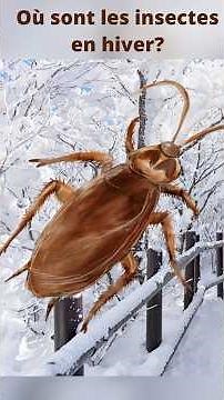 Where do insects hide in winter?
