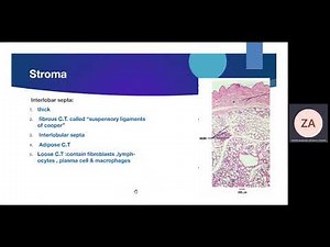 histo additional case7