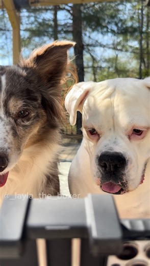 If only Mom knew the whole story 😂 #funnydogvideos #doghumor #funnyvideos | Layla the Boxer