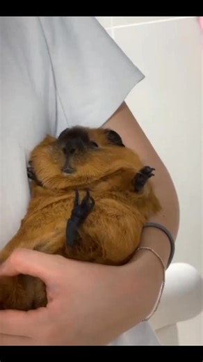 my super cute guinea pig, just like a child, do you like it?🥰🥰🥰💕😂🎉 #guineapigs #pet #pettraining #funny #cutepet #petlover #fyp | Always curiouss