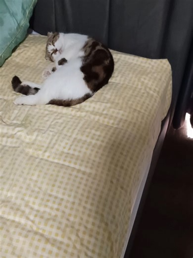 ตื่นกันได้แล้วนะเด็กๆ#เทรนด์วันนี้ #คลิปไวรัล #น้องแมวน่ารักๆๆๆๆๆ #ทาสแมว