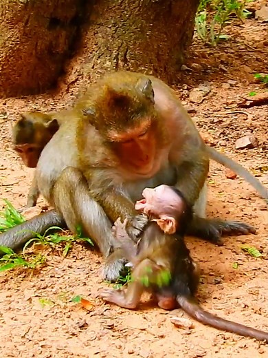 695K views · 8.7K reactions | Really pathetic tiny baby cry & cry scare by bad kidnapper kicking again&again #beautiful #monkeydluffy #monkeycute #babymonkey #monkeyface #lovely #monkey #cute #animals #animalsbaby #poormonkey #monkeycry #funny #funnyvideo #cuteanimals | Monkey TV7 | Facebook