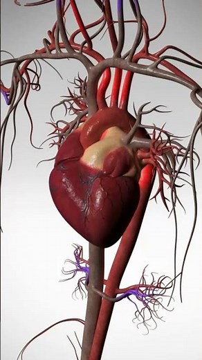 See the Wonder of Your Beating Heart - 3D Animation