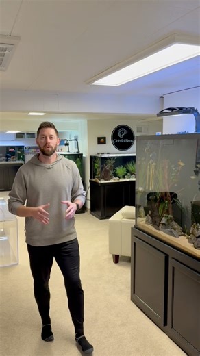 How I maintain all of my aquariums | Cichlid Bros