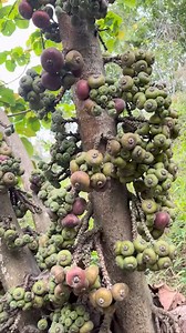 21K views · 432 reactions | #asmr #fruit #fruits | Video Fruit | Facebook