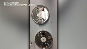 Bumblebees learn by observation, study finds: VIDEO