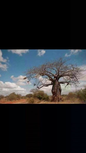 📍 Explore our vast savannahs here in Kenya; the heart of Africa's safaris. ♦ Kenya is endowed with beautiful landscapes teeming with great populations of wildlife & birds, scenic beauty, a rich culture and therapeutic sandy beaches at the coast. ♦ The 5 major geographic regions of Kenya; the Highlands, the Rift Valley, the Western Plateau, the Coastal Region, and the Northern Plains are the reason why we have species diversity as well as landscape uniqueness. ♦ Kenya is an all- year-round safar