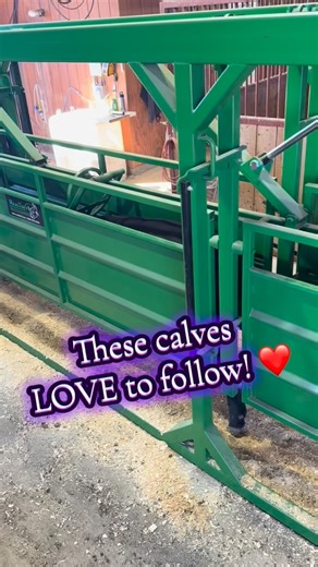 326 reactions · 17 shares | Make your life easier with a Real Tuff Double alley! www. Realtuff.com #worksmarternotharder #cattle #CattleEquipment #realtufflivestockequipment #ranchlife | Real Tuff Livestock Equipment | Facebook