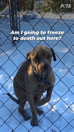 21K views · 659 reactions | As temperatures drop, neglected dogs are facing the blistering cold & grave danger. You could be the difference between them making it through the night or not  https://peta.vg/3sm3 | PETA (People for the Ethical Treatment of Animals) | Facebook