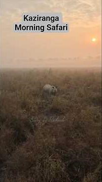 Kaziranga Morning Elephant Safari #storybyrakesh