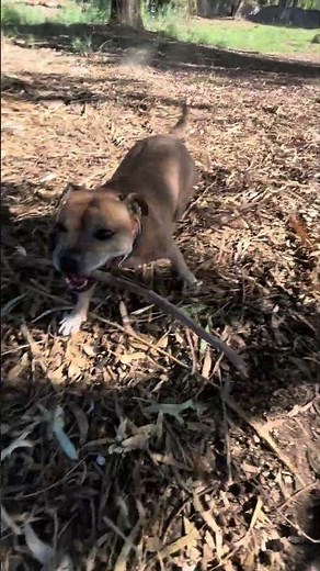 Staffy Goes Flying Holding a Stick