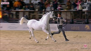 KIAHF 2024 - GCAT Doha Edition Stallions 7-10 Years Old - Section B (Class 11B) 🥉3rd place "AALI FARID" ( RFI FARID x AJ DEENA ) Breeder: Ajman Stud Owner: JASIM ALMESBAH | Arabian Essence di Elvis Giughera