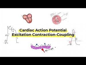Cardiac action potential and Excitation-contraction coupling شرح بالعربي