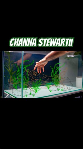 This Is What ‘Overediting’ Looks Like #ihavethisthingwithplants #aquascape #aquadreamer