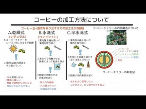 【コーヒーの知識】世界三大生産地、加工方法解説します【10分で分かる】