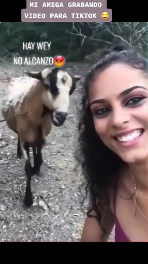 Divertido video de meme de la cabra y su amiga en TikTok