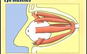 TIM ROOT——Ophthalmology Lecture - Eye Anatomy Part 3