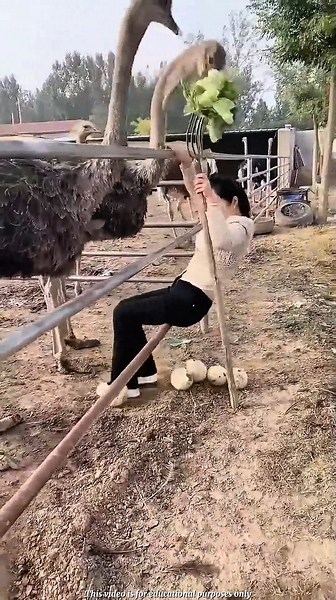 Why Don’t Farm Ostriches Attack Even After Humans Take Their Eggs?#facts #trending #ytshorts