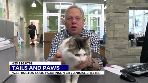 Pets up for adoption for the start of November