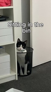 Rating weird things my cat does 🤣 | Vet Products Direct