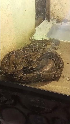 Why Do Big Snakes Coil Around Themselves #Snake