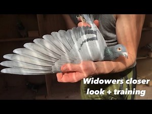 Belgian Racing Pigeons : 2021 Widower Racing Team Training And Closer Look at Race Results