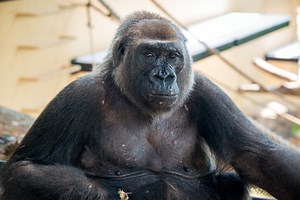 Gorilla, Angel, to join family troop Houston Zoo