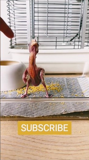 How to Feed a Baby Bird Like a Pro 🥄💉 | Step-by-Step Spoon & Injection Feeding Guide