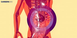 Tubular Secretion And Tubular Reabsorption: Definition And Difference