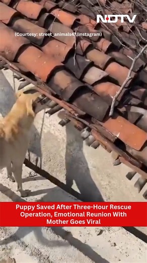 Puppy Saved After Three-Hour Rescue Operation, Emotional Reunion With Mother Goes Viral | NDTV