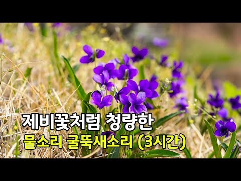 제비꽃처럼 청량한 굴뚝새소리 편안한 휴식을 주는 물소리 (3시간) #새소리 #물소리 #휴식 #break #birdsound #watersound